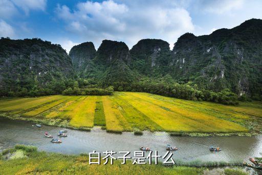 白芥子，白芥子是白蘿卜仔嗎...